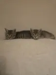Julio Cesar e Felipe