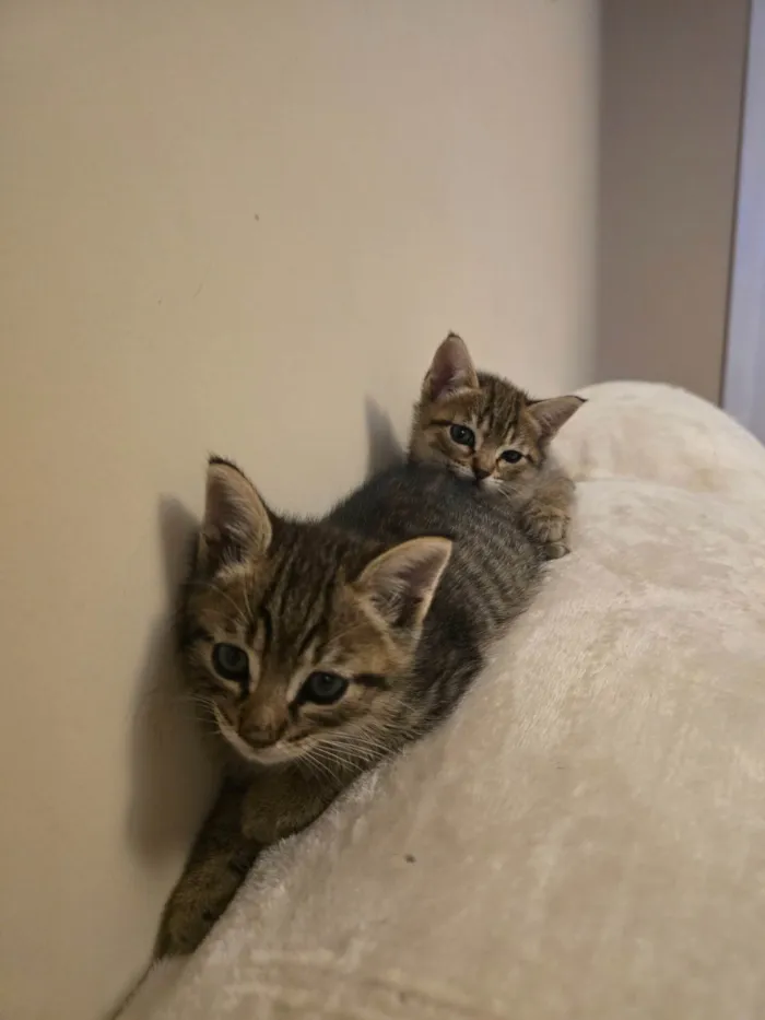 Gato ra a SRD-ViraLata idade Abaixo de 2 meses nome Julio Cesar e Felipe