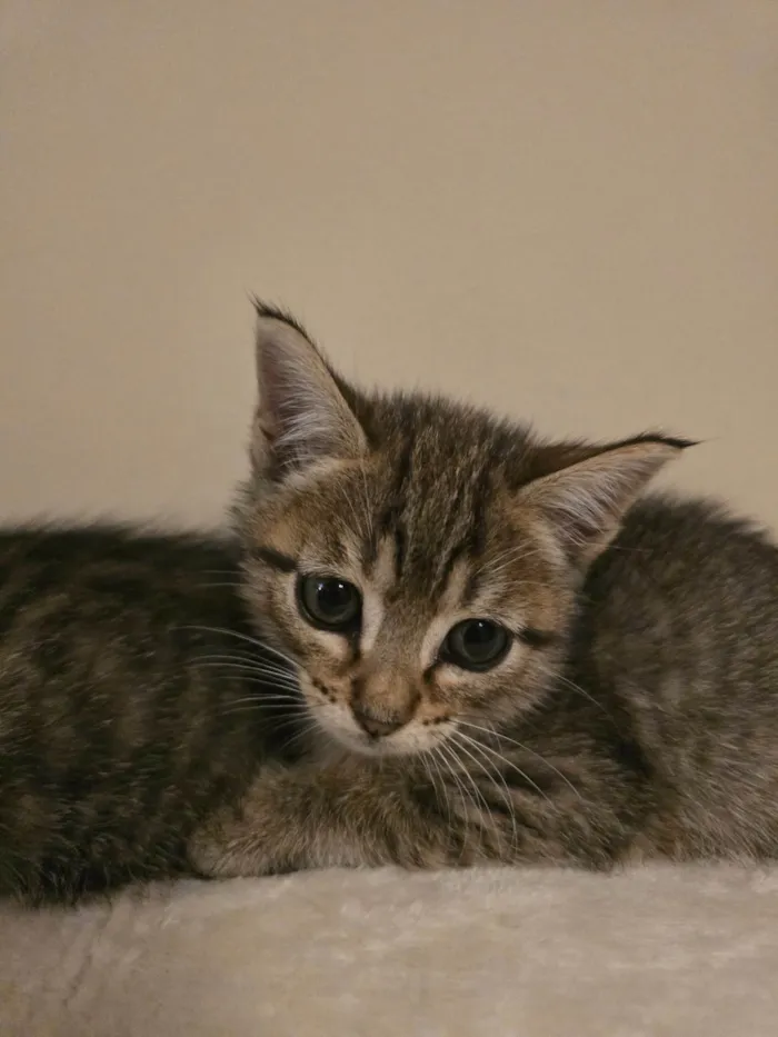 Gato ra a SRD-ViraLata idade Abaixo de 2 meses nome Julio Cesar e Felipe