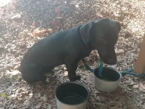 Cachorro raça SRD-ViraLata idade 7 a 11 meses nome Pitoco 