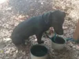 Pitoco