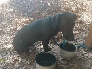 Cachorro raça SRD-ViraLata idade 7 a 11 meses nome Pitoco 