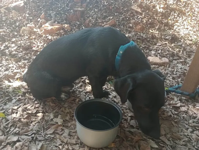 Cachorro ra a SRD-ViraLata idade 7 a 11 meses nome Pitoco 