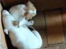 Cachorro ra a SRD-ViraLata idade Abaixo de 2 meses nome Filhote