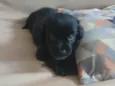 Pingo