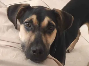 Cachorro raça SRD-ViraLata idade 7 a 11 meses nome Cézar 