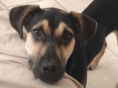 Cachorro raça SRD-ViraLata idade 7 a 11 meses nome Cézar 