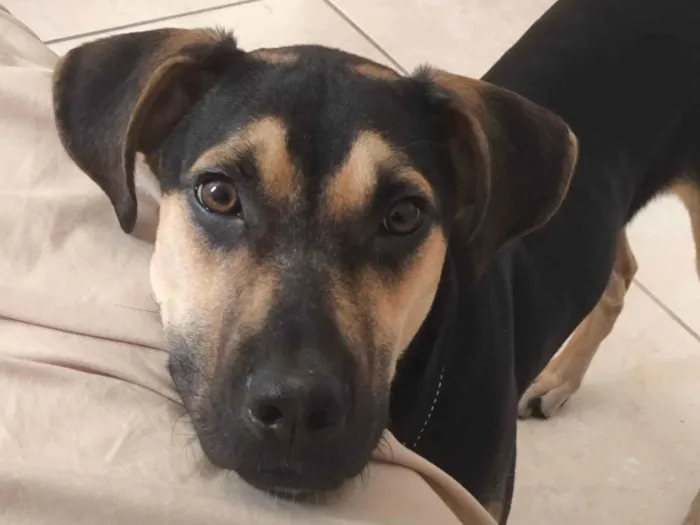 Cachorro ra a SRD-ViraLata idade 7 a 11 meses nome Cézar 