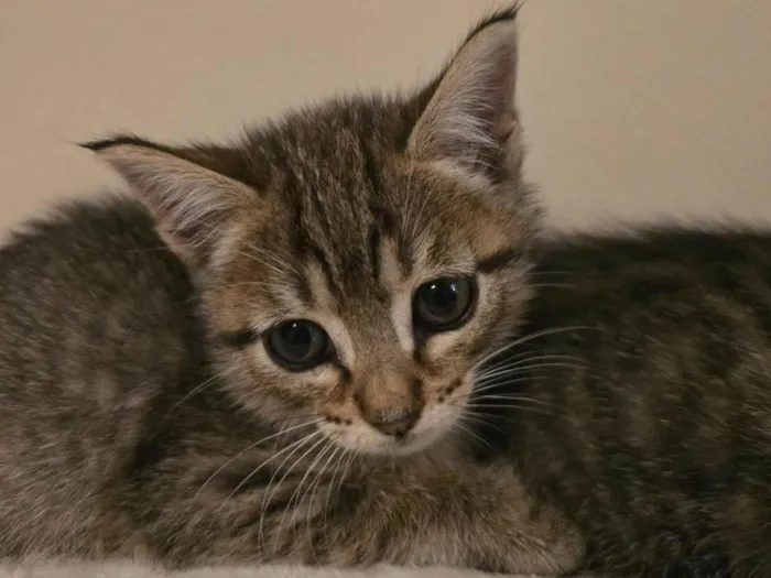 Gato ra a SRD-ViraLata idade Abaixo de 2 meses nome Julio Cesar e Felipe