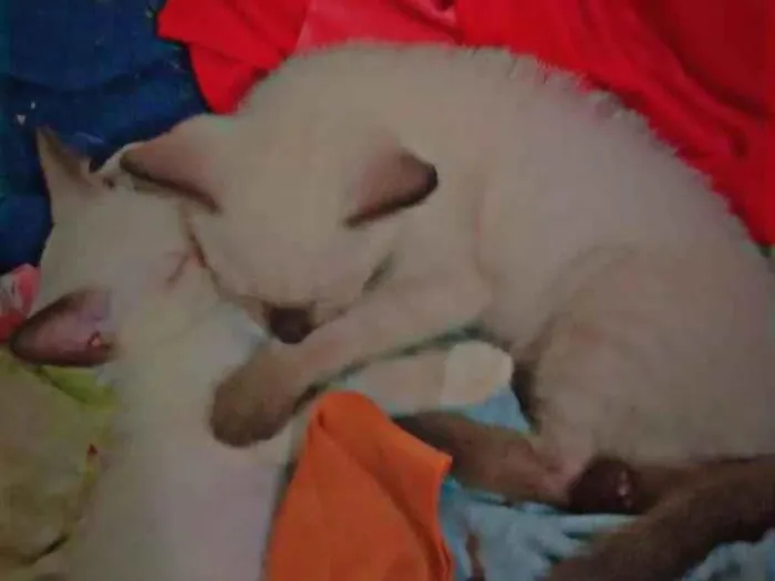 Gato ra a Siamês idade 2 a 6 meses nome Não tem