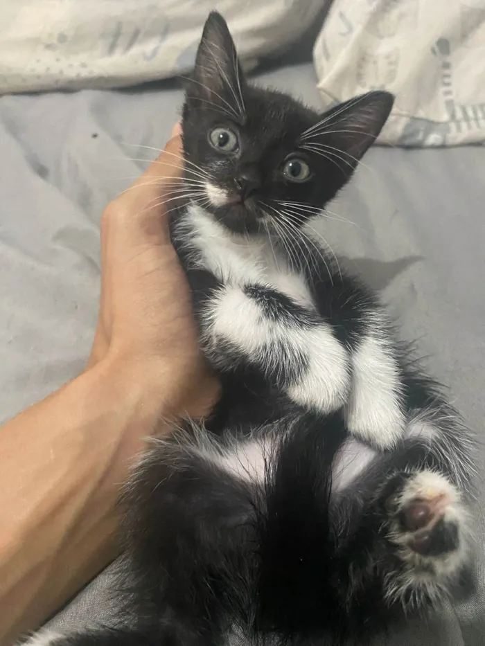 Gato ra a SRD-ViraLata idade 2 a 6 meses nome Cláudia 
