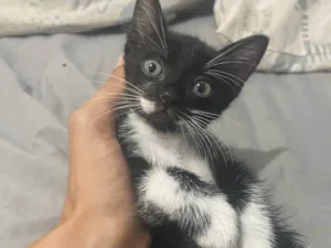 Gato raça SRD-ViraLata idade 2 a 6 meses nome Cláudia 