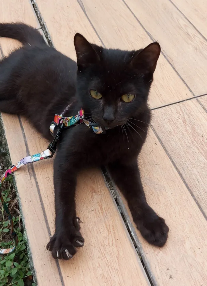 Gato ra a SRD-ViraLata idade 2 a 6 meses nome Feijão 
