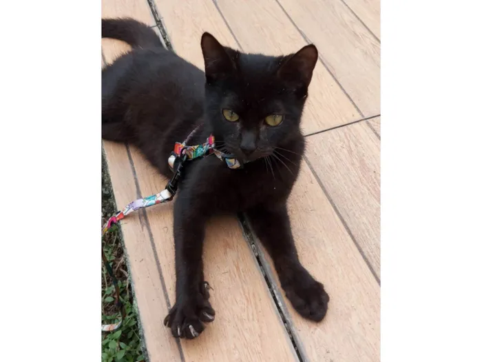 Gato ra a SRD-ViraLata idade 2 a 6 meses nome Feijão 