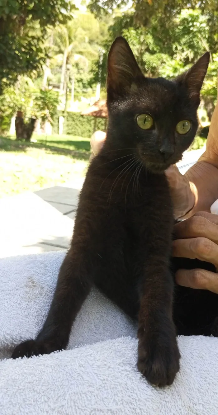 Gato ra a SRD-ViraLata idade 2 a 6 meses nome Feijão 