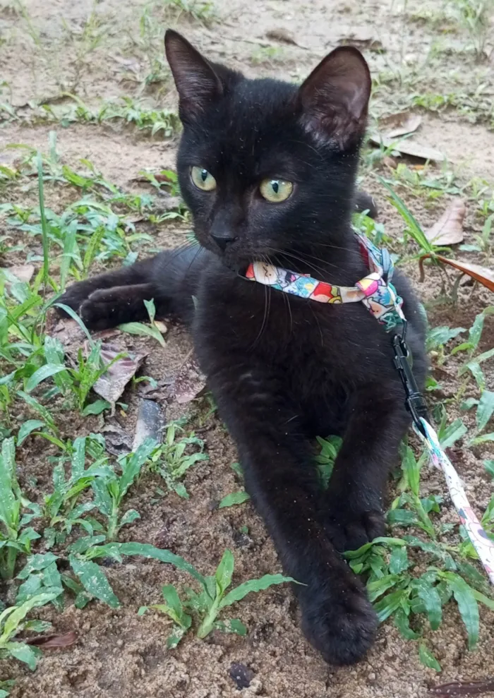 Gato ra a SRD-ViraLata idade 2 a 6 meses nome Feijão 