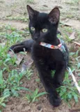 Feijão