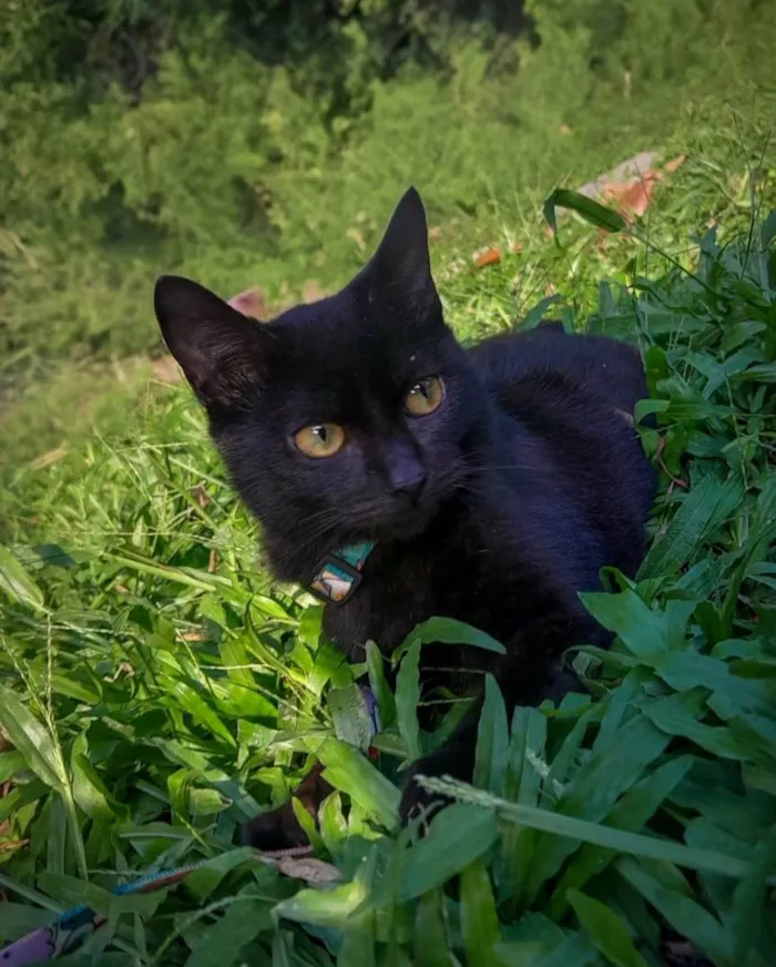 Gato ra a SRD-ViraLata idade 2 a 6 meses nome Feijão 