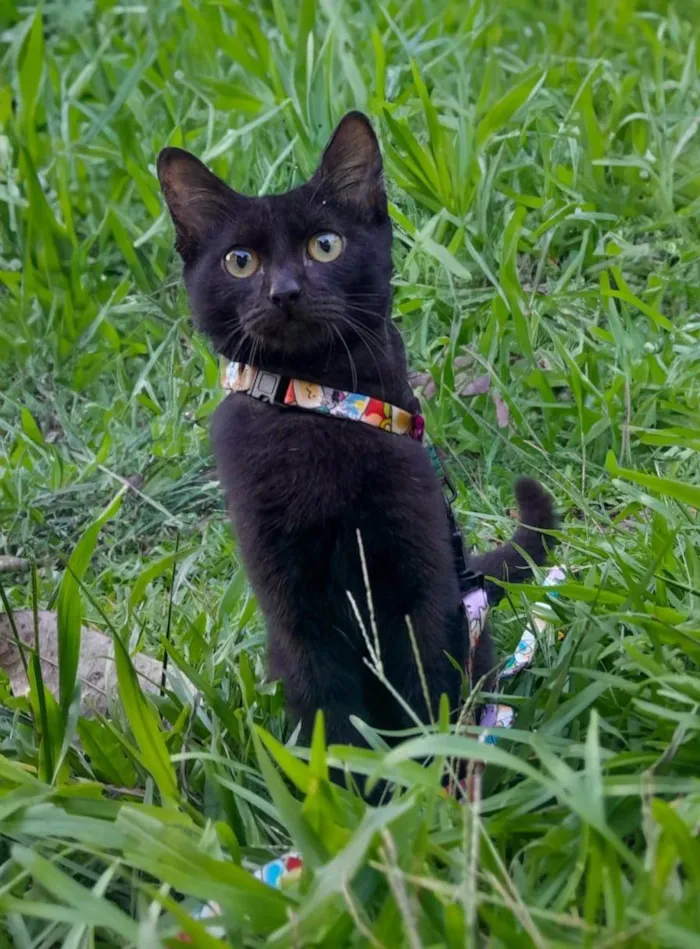 Gato ra a SRD-ViraLata idade 2 a 6 meses nome Feijão 