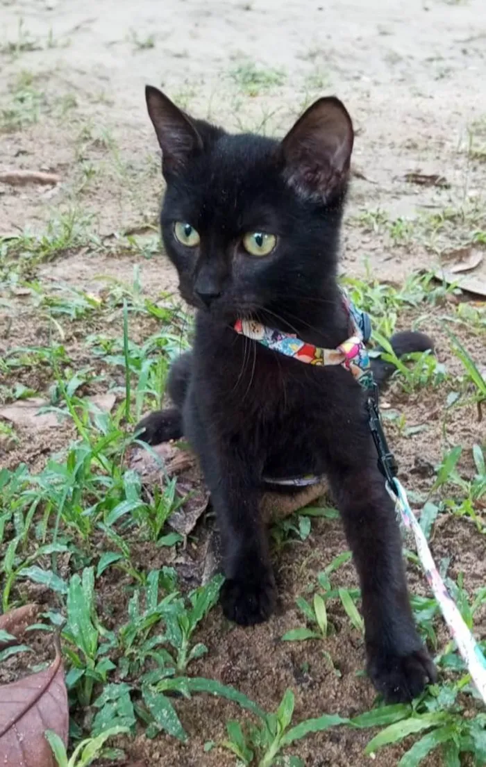 Gato ra a SRD-ViraLata idade 2 a 6 meses nome Feijão 