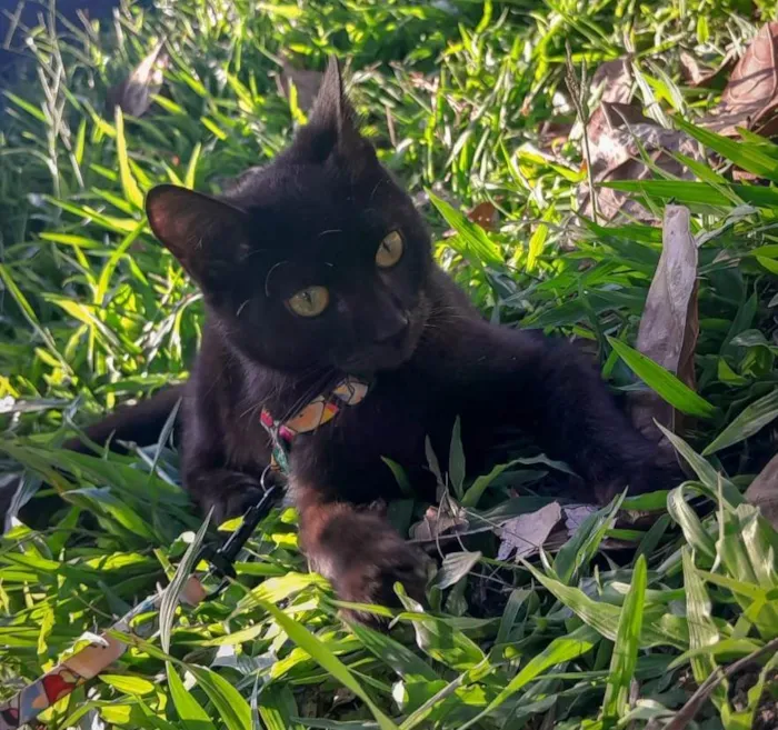 Gato ra a SRD-ViraLata idade 2 a 6 meses nome Feijão 