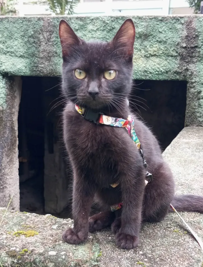 Gato ra a SRD-ViraLata idade 2 a 6 meses nome Feijão 
