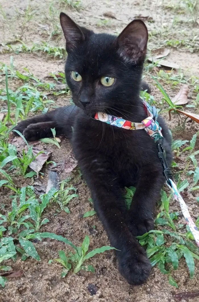 Gato ra a SRD-ViraLata idade 2 a 6 meses nome Feijão 