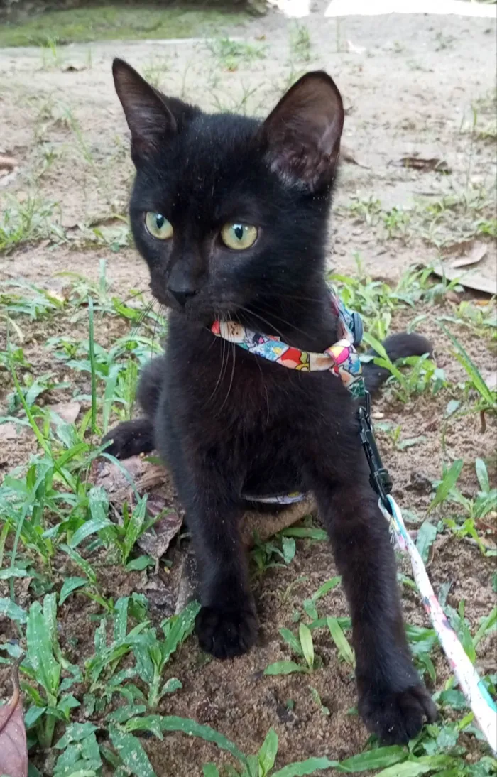 Gato ra a SRD-ViraLata idade 2 a 6 meses nome Feijão 