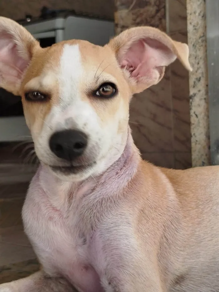 Cachorro ra a SRD-ViraLata idade 2 a 6 meses nome Tapioca