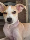 Tapioca