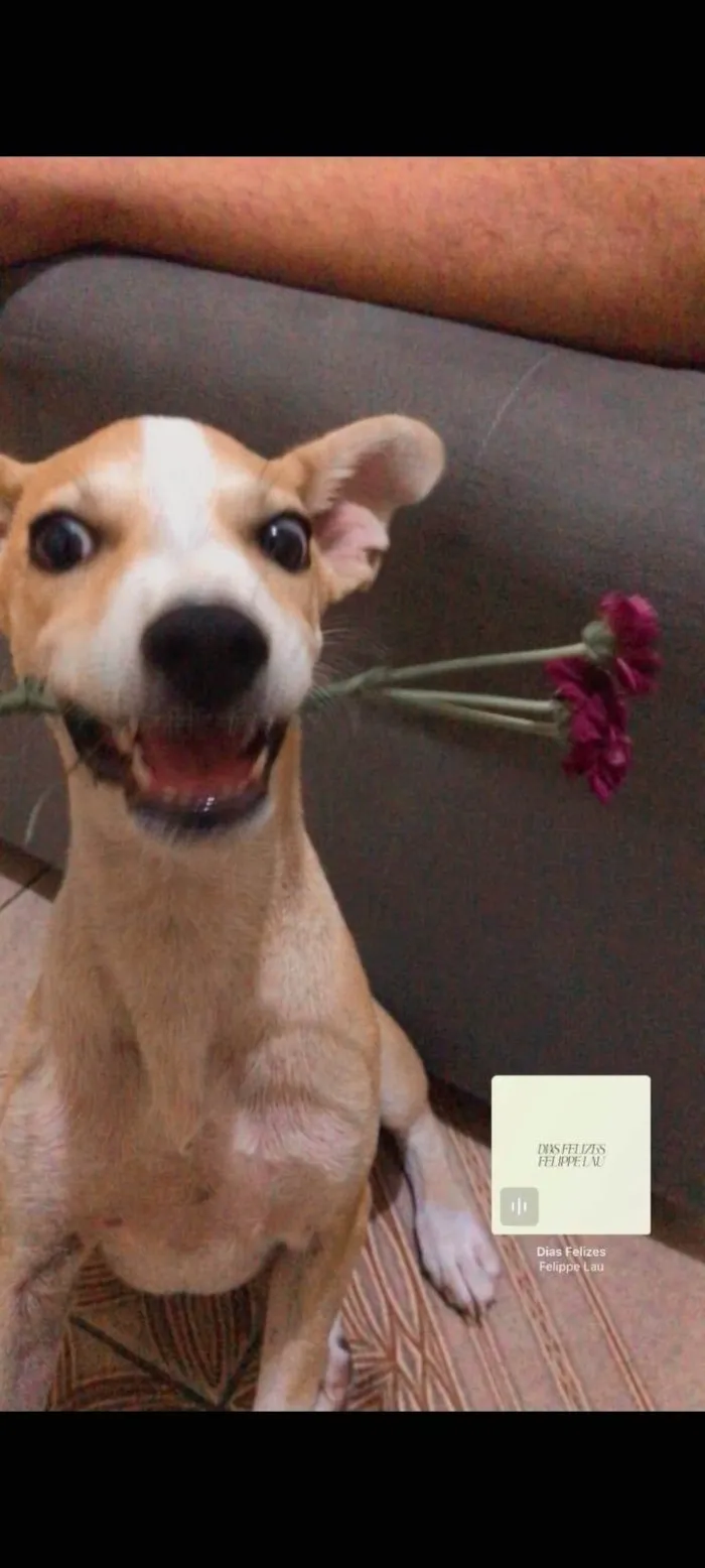Cachorro ra a SRD-ViraLata idade 2 a 6 meses nome Tapioca