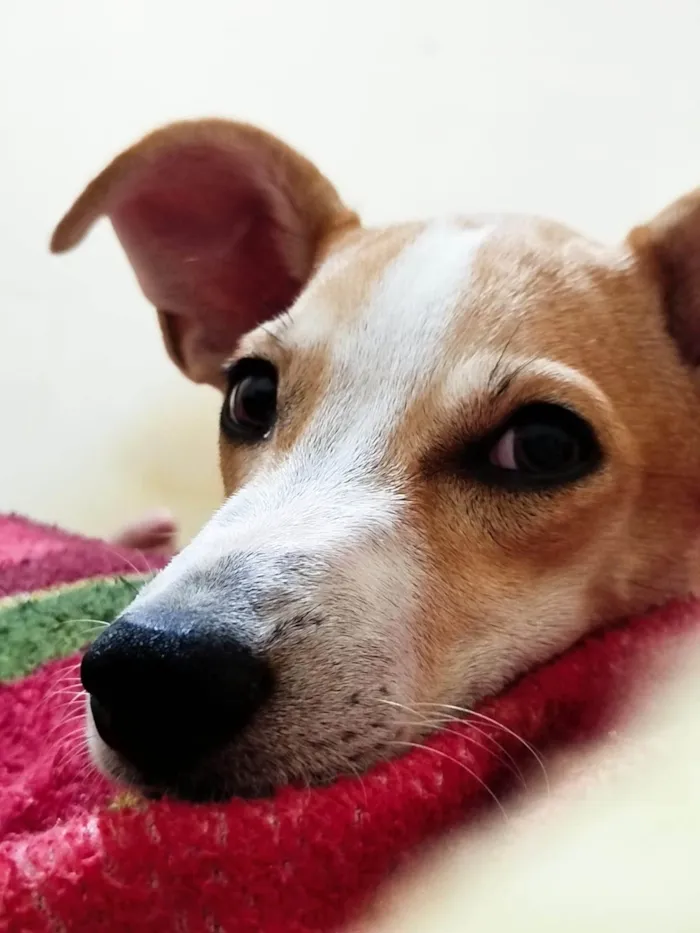 Cachorro ra a SRD-ViraLata idade 2 a 6 meses nome Tapioca