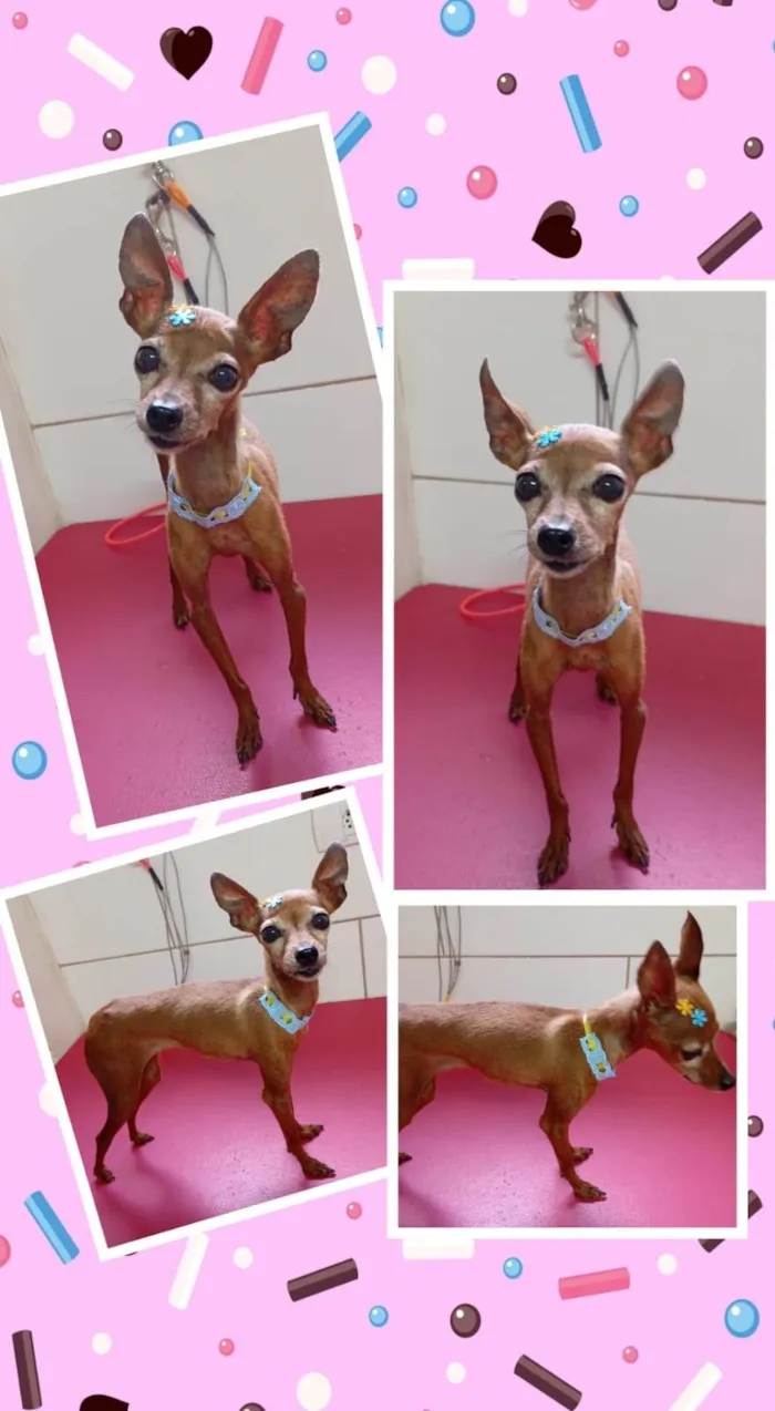 Cachorro ra a Pinscher idade 5 anos nome Natasha