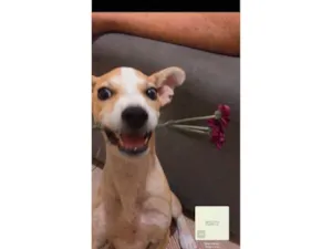Cachorro raça SRD-ViraLata idade 2 a 6 meses nome Tapioca