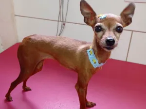 Cachorro raça Pinscher idade 5 anos nome Natasha
