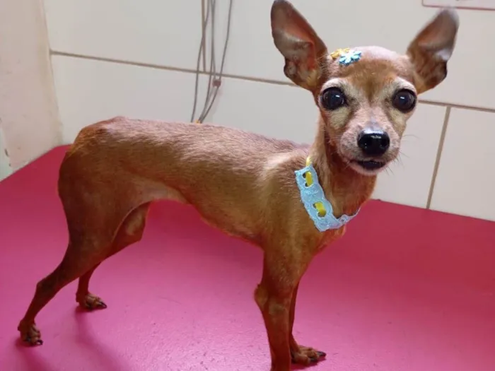 Cachorro ra a Pinscher idade 5 anos nome Natasha