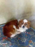 Lilica