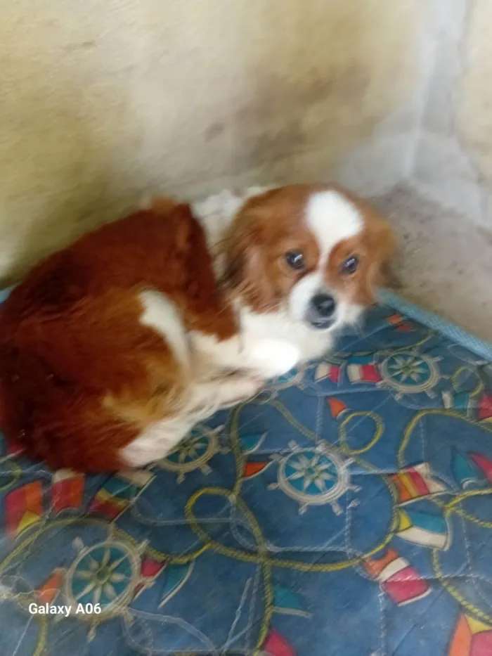 Cachorro ra a Pequinês idade 1 ano nome Lilica