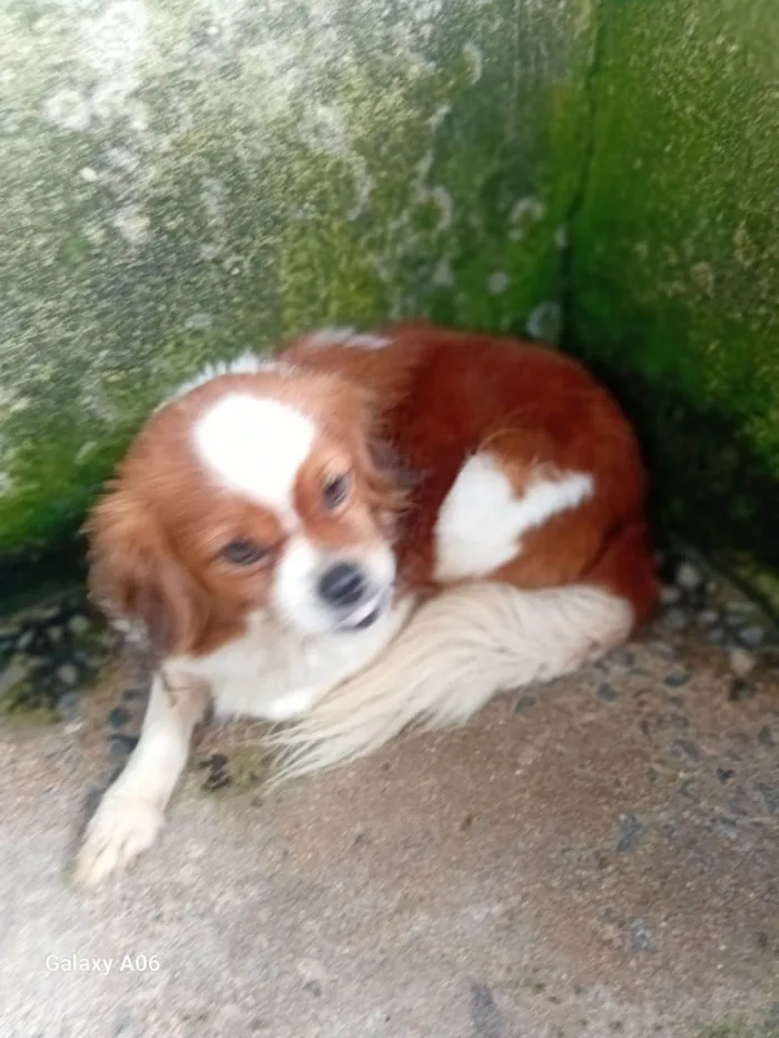Cachorro ra a Pequinês idade 1 ano nome Lilica