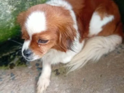 Cachorro raça Pequinês idade 1 ano nome Lilica
