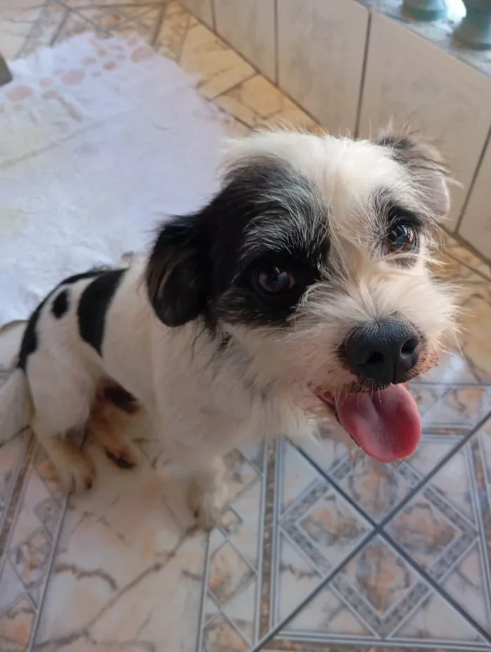 Cachorro ra a Lhasa Apso idade 1 ano nome Thor