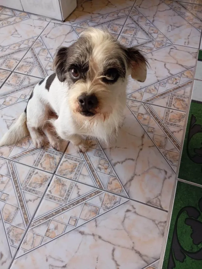 Cachorro ra a Lhasa Apso idade 1 ano nome Thor