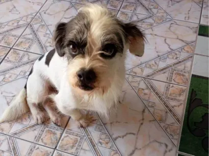Cachorro raça Lhasa Apso idade 1 ano nome Thor