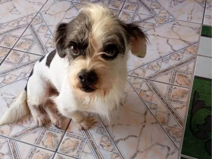 Cachorro ra a Lhasa Apso idade 1 ano nome Thor