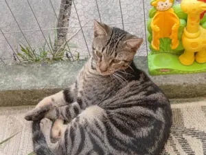 Gato raça SRD-ViraLata idade 7 a 11 meses nome Serginho 