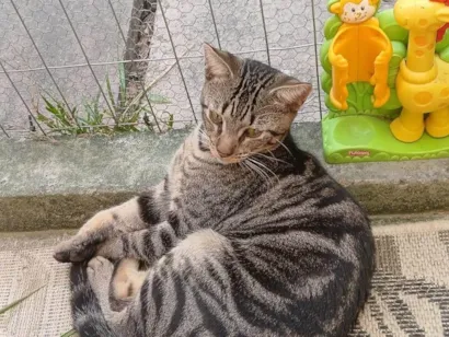 Gato raça SRD-ViraLata idade 7 a 11 meses nome Serginho 