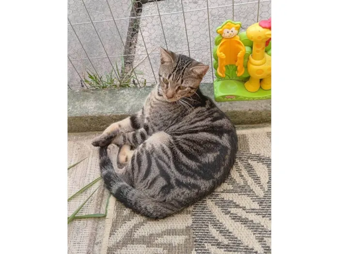 Gato ra a SRD-ViraLata idade 7 a 11 meses nome Serginho 