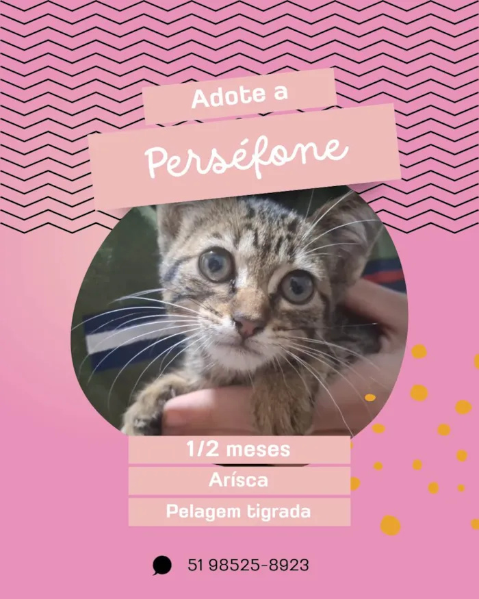 Gato ra a SRD-ViraLata idade Abaixo de 2 meses nome Persefone