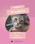 Persefone