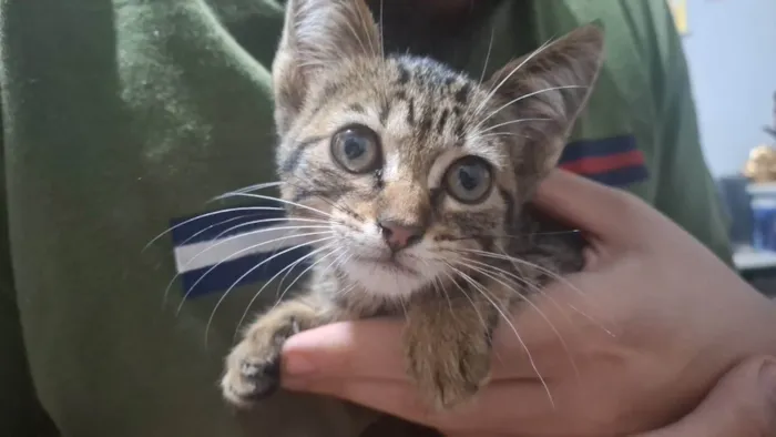 Gato ra a SRD-ViraLata idade Abaixo de 2 meses nome Persefone